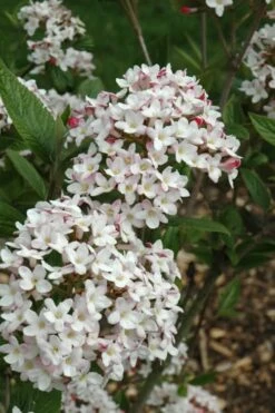 Fragrant Mohawk Viburnum Burkwoodi - 3 Gallon Pot -Wilson Bros Gardens Shop Viburnum Mohawk 4 2