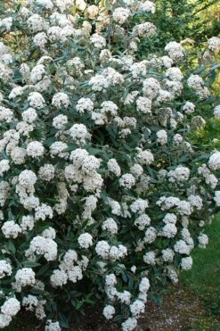 Fragrant Mohawk Viburnum Burkwoodi - 3 Gallon Pot -Wilson Bros Gardens Shop Viburnum Mohawk 5 2