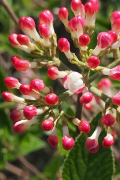 Fragrant Mohawk Viburnum Burkwoodi - 1 Gallon Pot -Wilson Bros Gardens Shop Viburnum Mohawk 6