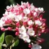 Fragrant Mohawk Viburnum Burkwoodi - 3 Gallon Pot