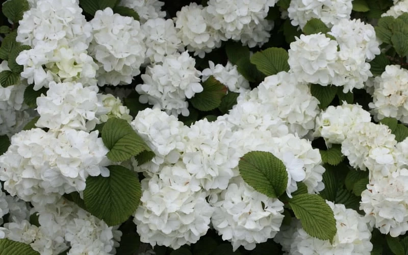 Popcorn Snowball Viburnum Bush - 1 Gallon Pot 5 Popcorn Snowball Viburnum Bush - 1 Gallon Pot - Image 5
