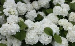 Popcorn Snowball Viburnum Bush - 3 Gallon Pot 9 Popcorn Snowball Viburnum Bush - 3 Gallon Pot -Wilson Bros Gardens Shop Viburnum Popcorn 1