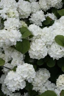Popcorn Snowball Viburnum Bush - 3 Gallon Pot