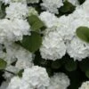 Popcorn Snowball Viburnum Bush - 1 Gallon Pot