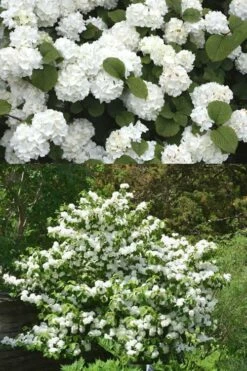 Popcorn Snowball Viburnum Bush - 1 Gallon Pot 8 Popcorn Snowball Viburnum Bush - 1 Gallon Pot -Wilson Bros Gardens Shop Viburnum Popcorn 2 500x750 2