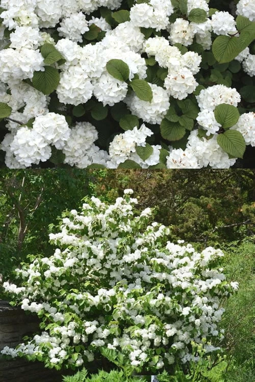 Popcorn Snowball Viburnum Bush - 1 Gallon Pot 4 Popcorn Snowball Viburnum Bush - 1 Gallon Pot - Image 4