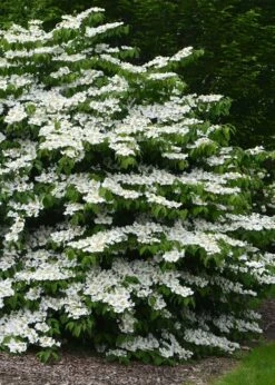 Shasta Doublefile Viburnum - 2 Gallon Pot