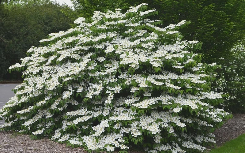 Shasta Doublefile Viburnum - 3 Gallon Pot 4 Shasta Doublefile Viburnum - 3 Gallon Pot - Image 4