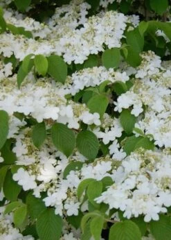 Shasta Doublefile Viburnum - 1 Gallon Pot -Wilson Bros Gardens Shop Viburnum Shasta 6 2