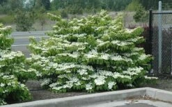 Shasta Doublefile Viburnum - 6 Pack Of 1 Gallon Pots -Wilson Bros Gardens Shop Viburnum Shasta 8