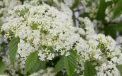 Snow Joey Viburnum - 3 Gallon Pot -Wilson Bros Gardens Shop Viburnum Snow Joey 2