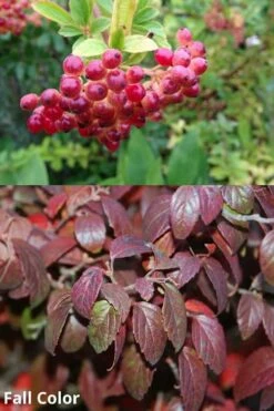 Snow Joey Viburnum - 3 Gallon Pot -Wilson Bros Gardens Shop Viburnum Snow Joey 5