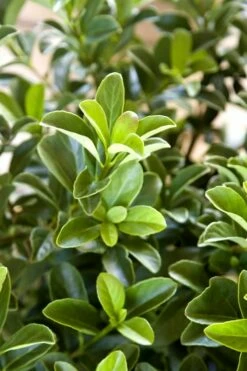 Sugar Cookie Sweet Viburnum - 3 Gallon Pot -Wilson Bros Gardens Shop Viburnum Sugar Cookie 2