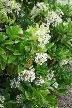Sugar Cookie Sweet Viburnum - 3 Gallon Pot -Wilson Bros Gardens Shop Viburnum Sugar Cookie 3