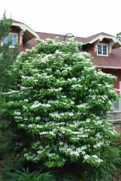 Summer Snowflake Viburnum - 3 Gallon Pot -Wilson Bros Gardens Shop Viburnum Summer Snowflake 20 1