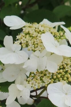 Summer Snowflake Viburnum - 3 Gallon Pot