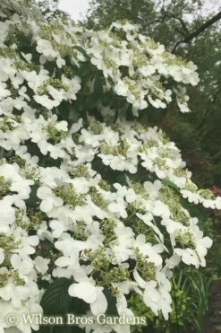 Summer Snowflake Viburnum - 6 Pack Of 1 Gallon Pots