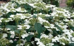 Summer Snowflake Viburnum - 3 Gallon Pot -Wilson Bros Gardens Shop Viburnum Summer Snowflake 3 1