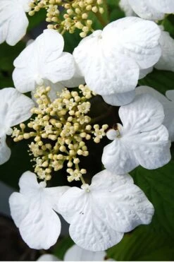 Summer Snowflake Viburnum - 3 Gallon Pot -Wilson Bros Gardens Shop Viburnum Summer Snowflake 30