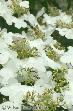 Summer Snowflake Viburnum - 3 Gallon Pot -Wilson Bros Gardens Shop Viburnum Summer Snowflake 31 1