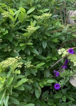 Winterthur Viburnum - 3 Gallon Pot 14 Winterthur Viburnum - 3 Gallon Pot -Wilson Bros Gardens Shop Viburnum Winterthur 9 1