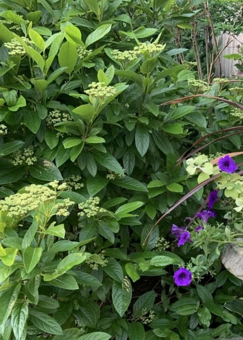 Winterthur Viburnum - 3 Gallon Pot 7 Winterthur Viburnum - 3 Gallon Pot - Image 7