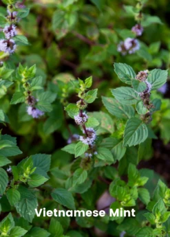 Mint Bundle: Vietnamese Mint, Moroccan Mint & Mojito Mint -Wilson Bros Gardens Shop VietnameseMintPlantsforSale SowExotic.com 15