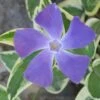 Variegated Bigleaf Periwinkle - Vinca Major 'Variegata' - 10 Pack Of Pint Pots