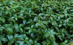 Evergreen Periwinkle (Vinca Minor) - 10 Count Flat Of Pint Pots -Wilson Bros Gardens Shop Vinca Minor 11 3