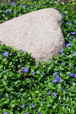 Evergreen Periwinkle - Vinca Minor - 6 Pack Of Pint Pots -Wilson Bros Gardens Shop Vinca Minor 12