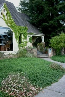 White Evergreen Periwinkle (Vinca Minor 'Alba') - 5 Pack Of Pint Pots -Wilson Bros Gardens Shop Vinca Minor 14