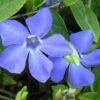 Evergreen Periwinkle - Vinca Minor - 18 Count Flat Of Pint Pots