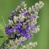 Blue Puffball Chaste Tree (Dwarf) - Vitex - 3 Gallon Pot