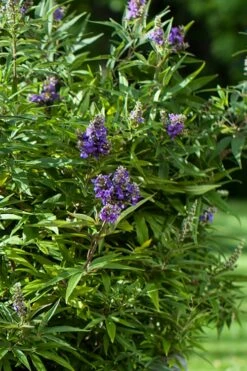Blue Puffball Chaste Tree (Dwarf) - Vitex - 3 Gallon Pot -Wilson Bros Gardens Shop Vitex Blue Puffball 2