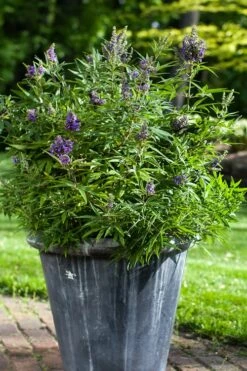 Blue Puffball Chaste Tree (Dwarf) - Vitex - 3 Gallon Pot -Wilson Bros Gardens Shop Vitex Blue Puffball 3