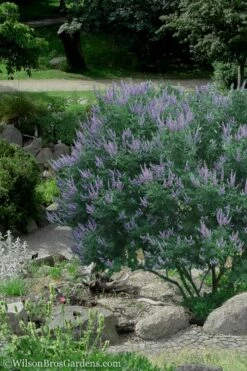 Shoal Creek Blue Chaste Tree (Vitex) - 7 Gallon Pot -Wilson Bros Gardens Shop Vitex Shoal Creek 17 4