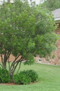 Southern Wax Myrtle - 3 Gallon Pot -Wilson Bros Gardens Shop Wax Myrtle Southern 1 500x750 1