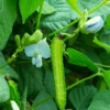 Winged Bean (Psophocarpus Tetragonolobus)
