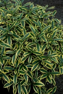 Marianni Variegated Pink Winter Daphne - 1 Gallon Pot -Wilson Bros Gardens Shop Winter Daphne Marianni 2 1