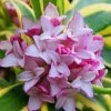 Marianni Variegated Pink Winter Daphne - 2 Gallon Pot