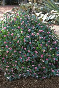 Zuiko Nishiki Winter Daphne Odora - 2 Gallon Pot -Wilson Bros Gardens Shop Winter Daphne Zuiko Nishiki 3 1