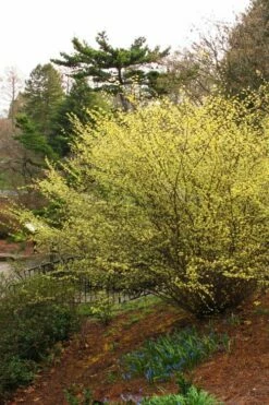 Winterthur Winterhazel (Corylopsis) - 3 Gallon Pot -Wilson Bros Gardens Shop Winter Hazel Winterthur 5 1