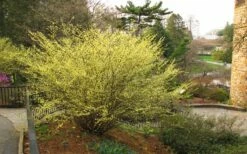 Winterthur Winterhazel (Corylopsis) - 3 Gallon Pot -Wilson Bros Gardens Shop Winter Hazel Winterthur 6 1