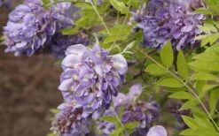 Amethyst Falls Wisteria Vine - 5 Gallon Pot -Wilson Bros Gardens Shop Wisteria Amethyst Falls 50 1