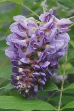 Amethyst Falls Wisteria Vine - 1 Gallon Pot