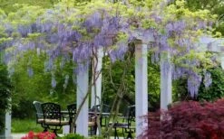 Blue Moon Wisteria Vine - 5 Gallon Pot -Wilson Bros Gardens Shop Wisteria Blue Moon 15 1