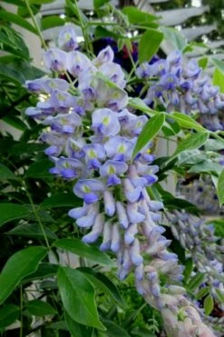 Blue Moon Wisteria Vine - 5 Gallon Pot -Wilson Bros Gardens Shop Wisteria Blue Moon 4 1