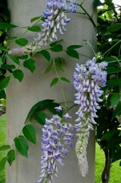 Blue Moon Wisteria Vine - 5 Gallon Pot -Wilson Bros Gardens Shop Wisteria Blue Moon 5 1