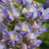 Blue Moon Wisteria Vine - 3 Gallon Pot