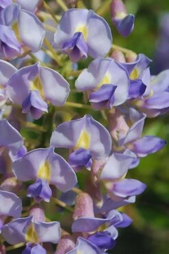 Blue Moon Wisteria Vine - 3 Gallon Pot